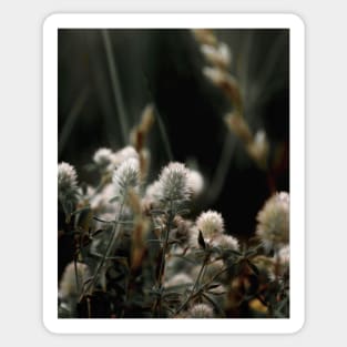 Trifolium arvense, flowers Sticker